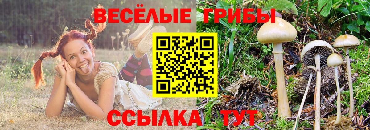 Псилоцибиновые грибы Psilocybe Куйбышев